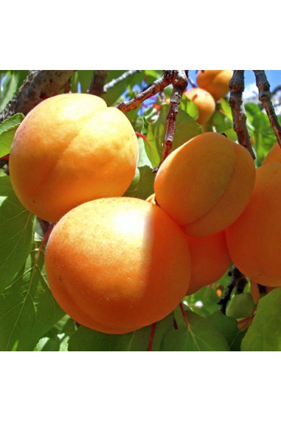 Абрикос Ананасный Цюрупинский | Абрикос Ананасовий Цюрупинський | Prunus armeniaca Ananasnyy Tsyurupynskyy